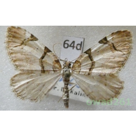 Anticlea derivata (Denis & Schiffermüller, 1775) Czech64d
